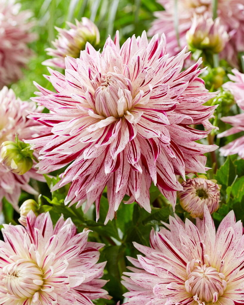 Dahlia Dekorativ Avignon 1-pack